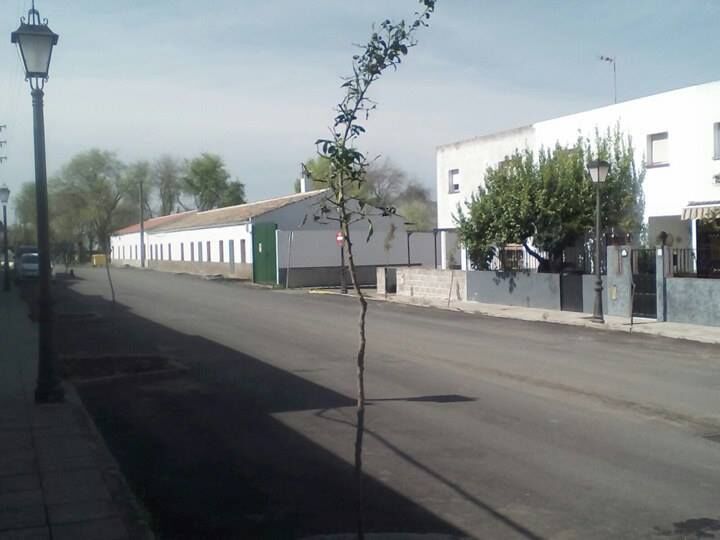 rEPLANTACIÓN ARBOLES17.03.17 (1)