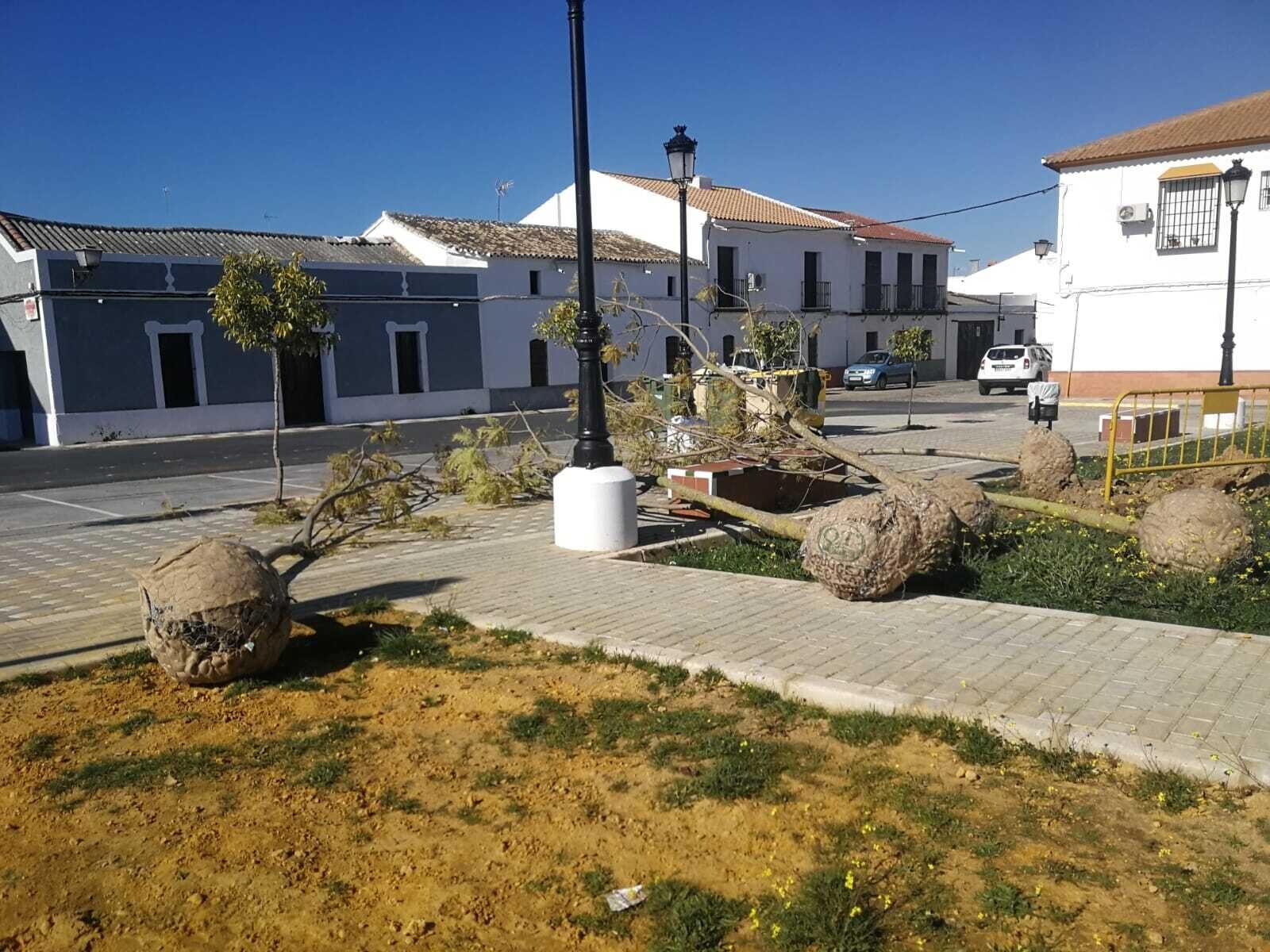 Plantación Arboles La Viña y cOLEGIOS.10.02 (2)