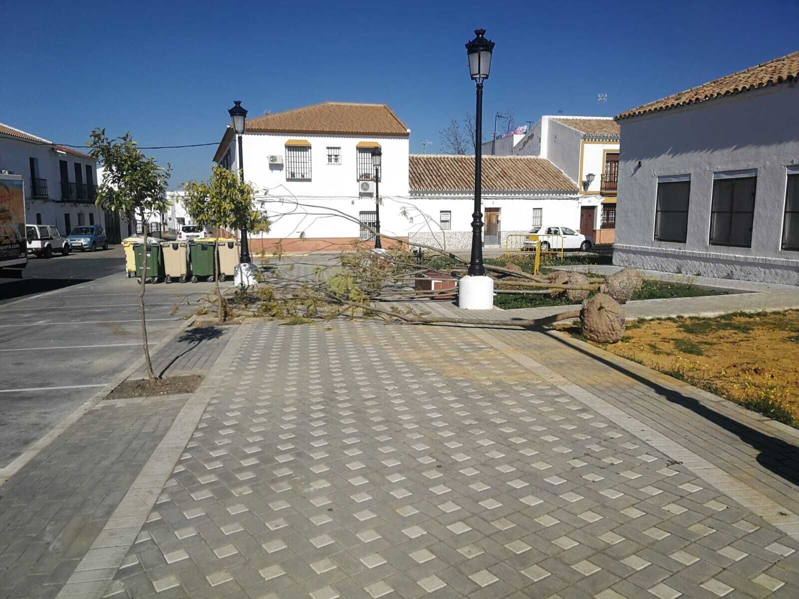 Plantación Arboles La Viña y cOLEGIOS.10.02 (3)