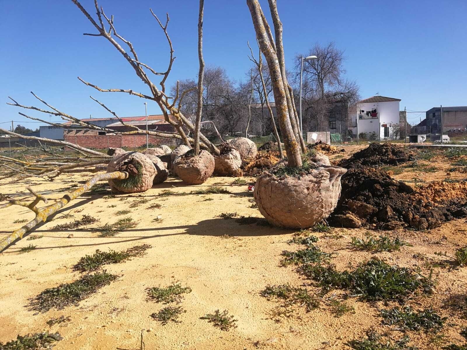 Plantación Arboles La Viña y cOLEGIOS.10.02 (4)