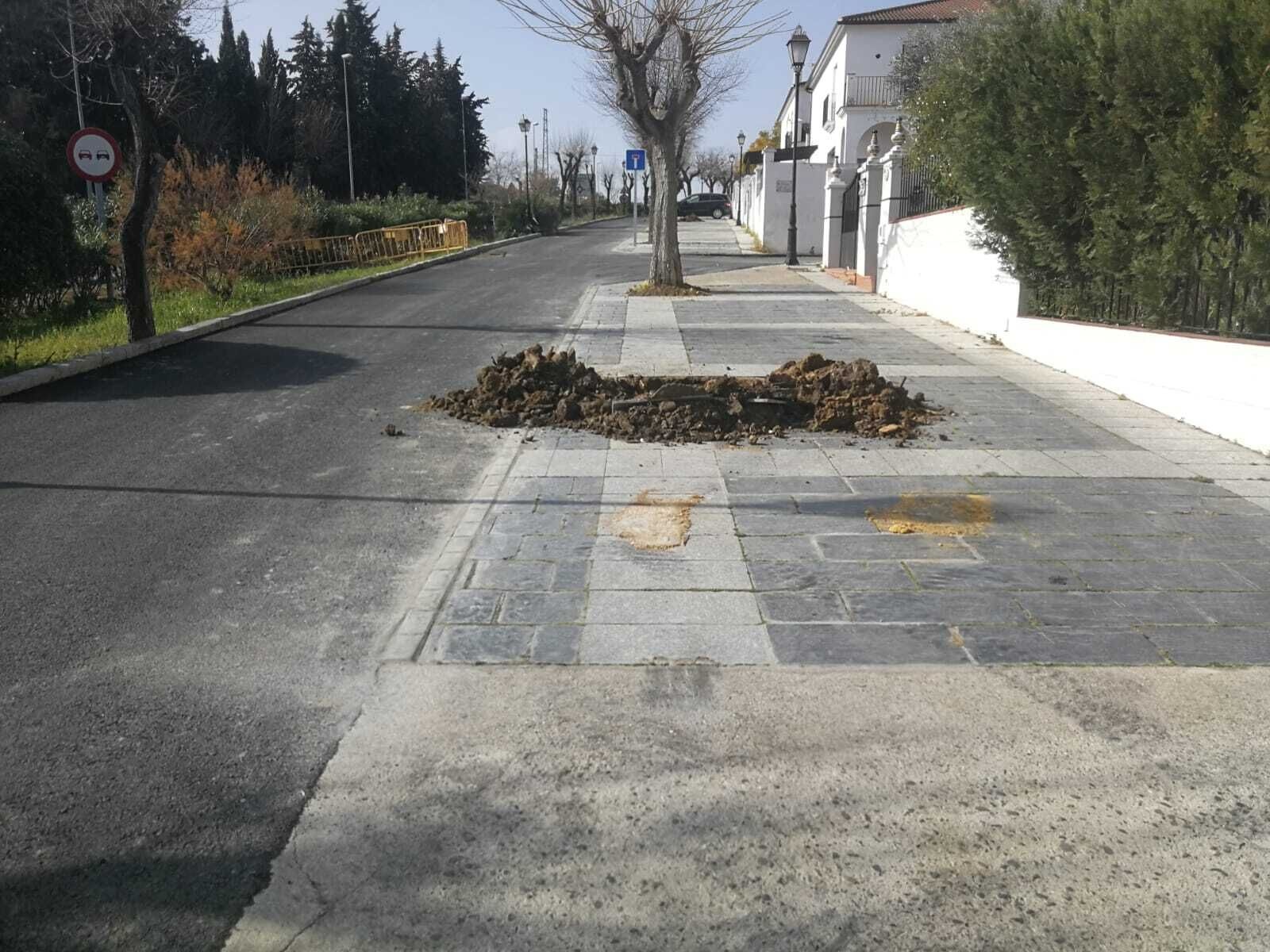 Plantación Arboles.22.02 (1)