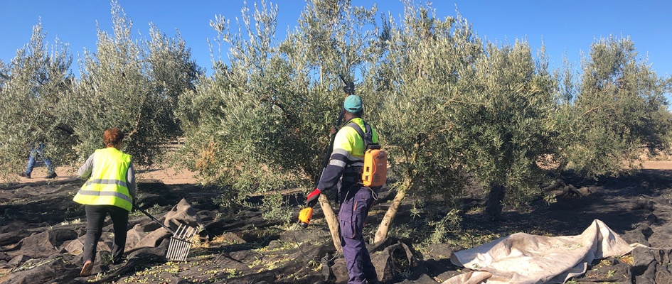 RECOLECCION-ACEITUNA