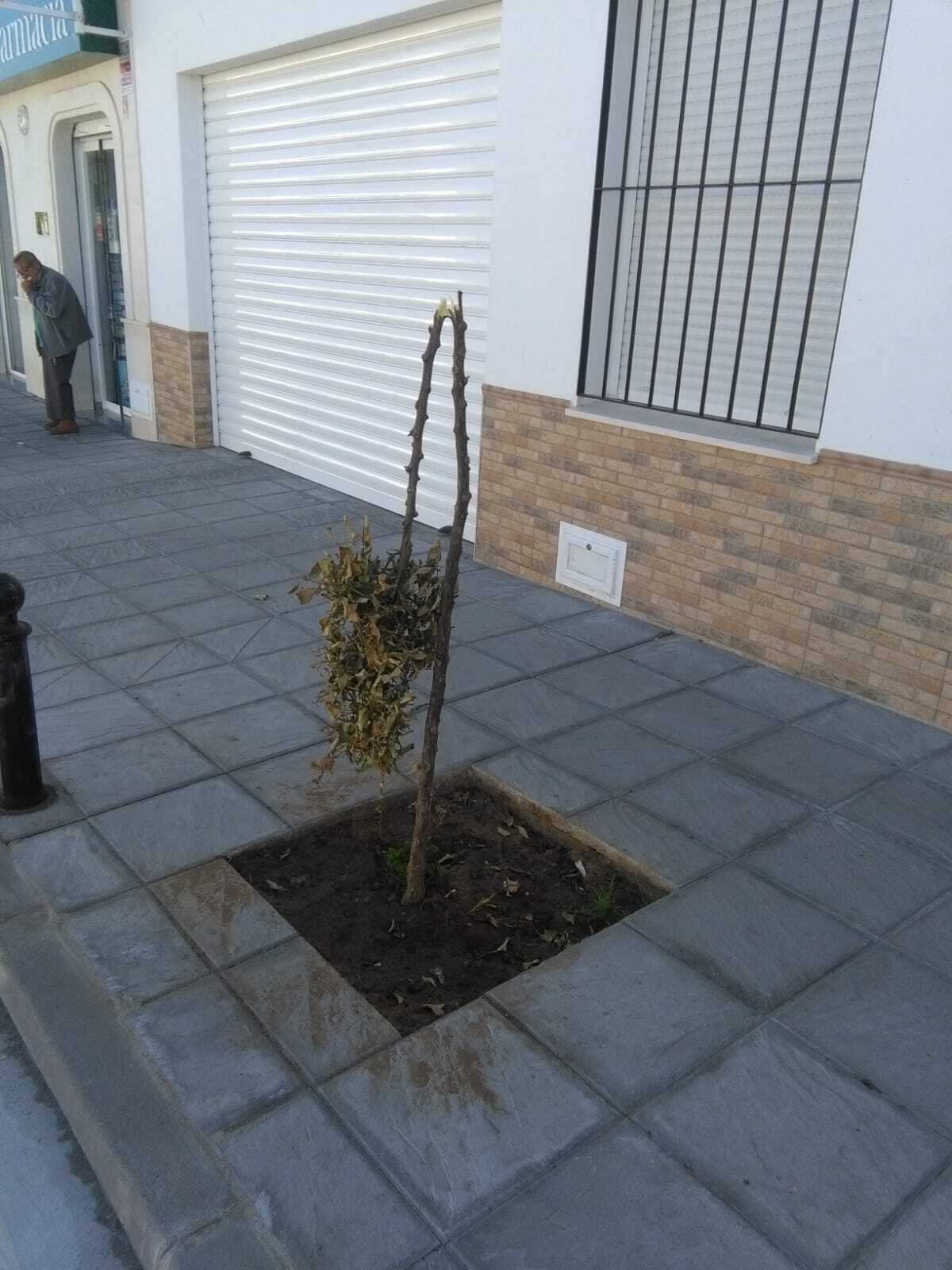 arboles actos vandalicos