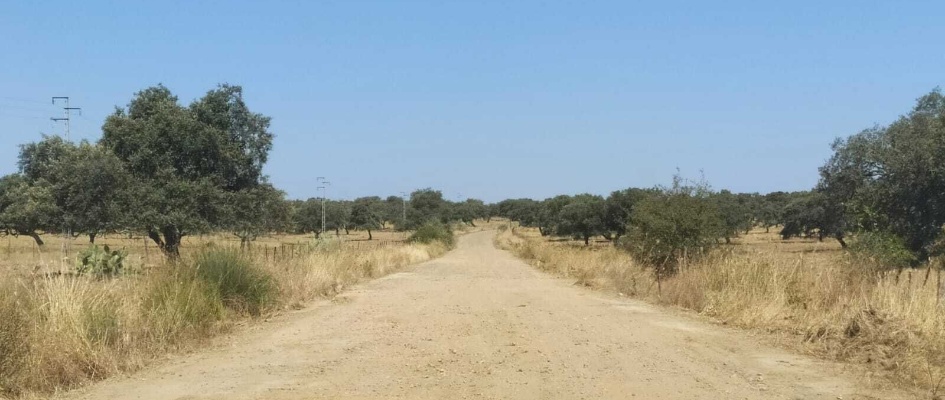 camino cantillana.16.07.20.2