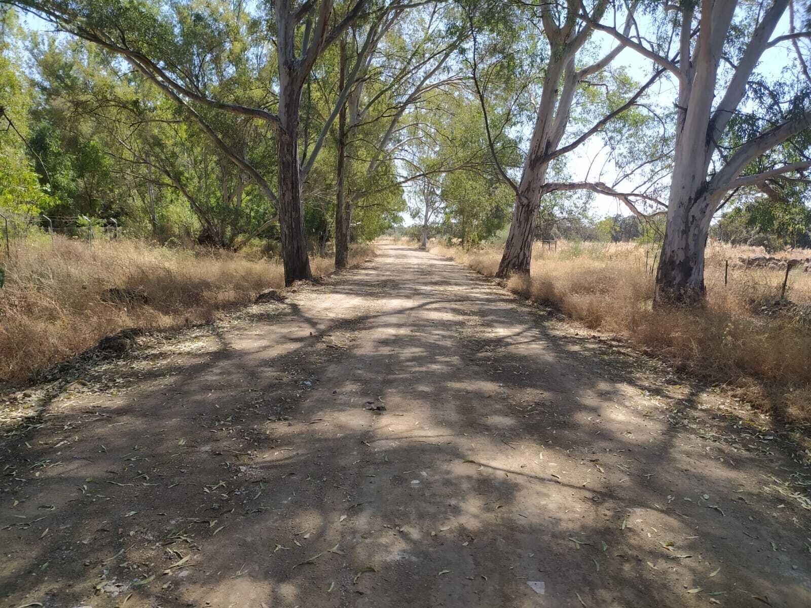 camino cantillana.16.07.20.5