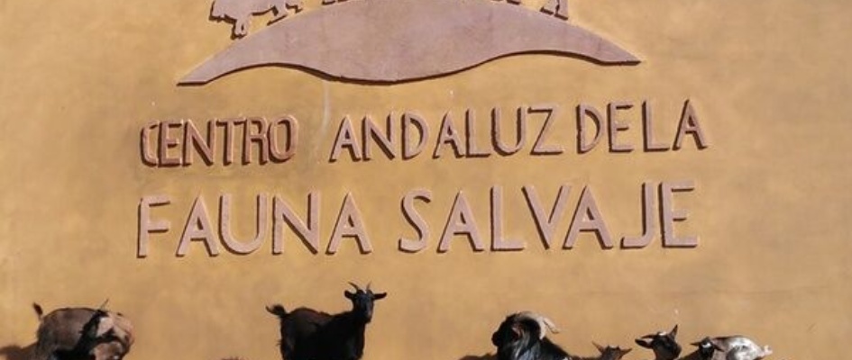 centro andaluz fauna salvae